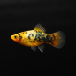 Preview: Platy Gold-Leopard, Xiphophorus maculatus var. gold-leopard